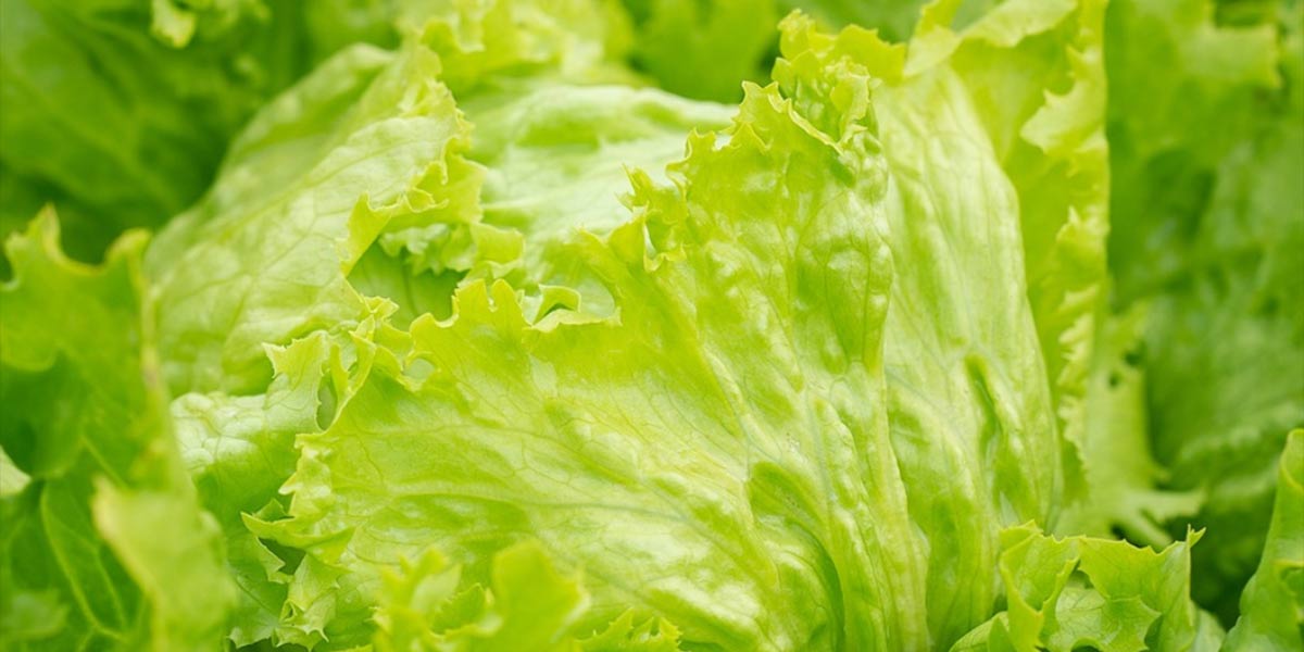 Insalata in busta, richiamati lotti di iceberg per Listeria